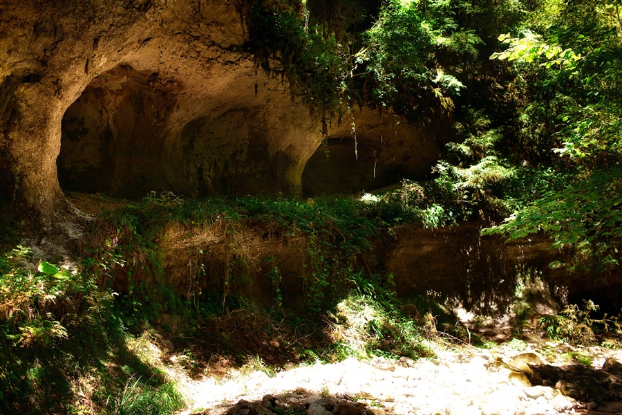 Cave hill. Заросшие пещеры. Красивые пещеры в лесу. Лесная пещера. Растения в пещерах.